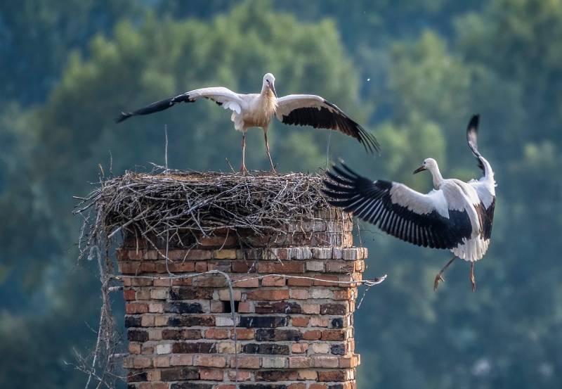 Professional Chimney Animal Removal Services in Placentia, California