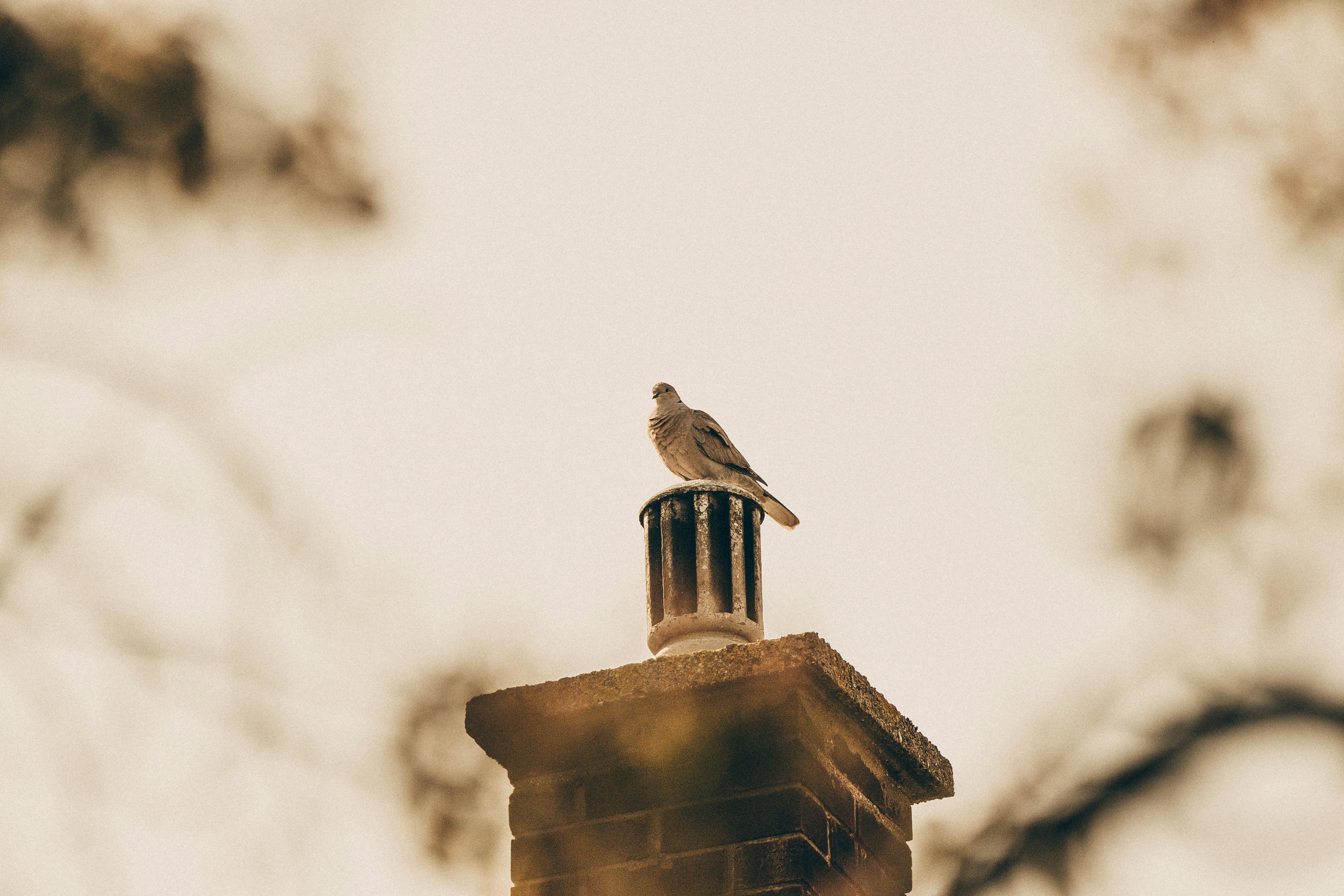 Expert Chimney Cap Installation in Placentia, California